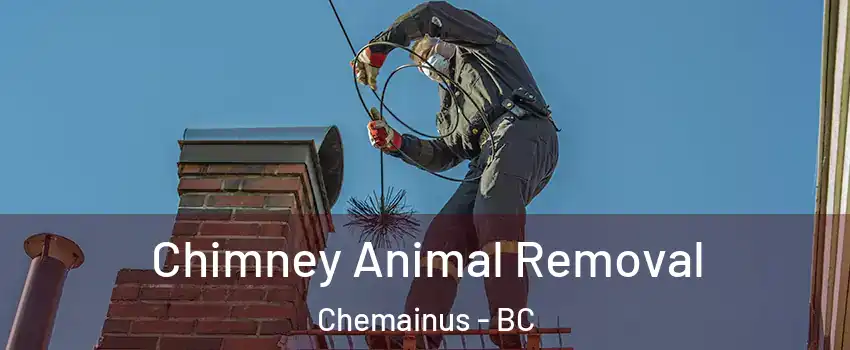 Chimney Animal Removal Chemainus - BC