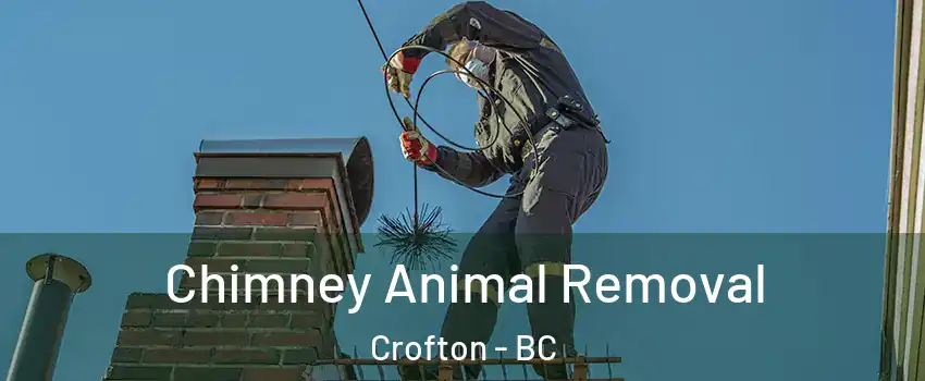 Chimney Animal Removal Crofton - BC