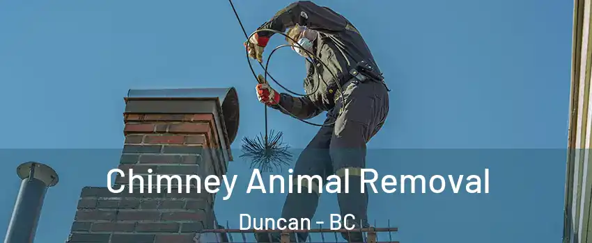  Chimney Animal Removal Duncan - BC