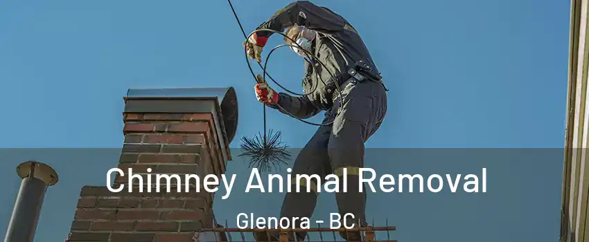 Chimney Animal Removal Glenora - BC