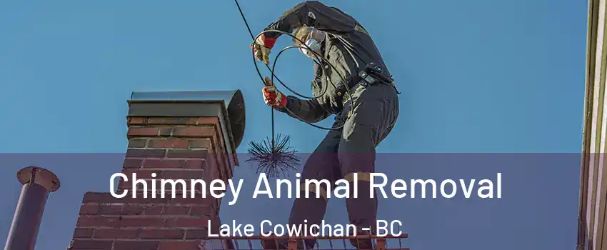 Chimney Animal Removal Lake Cowichan - BC