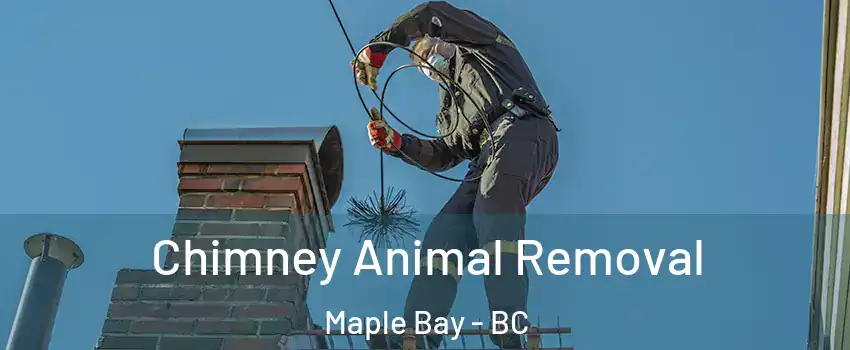 Chimney Animal Removal Maple Bay - BC