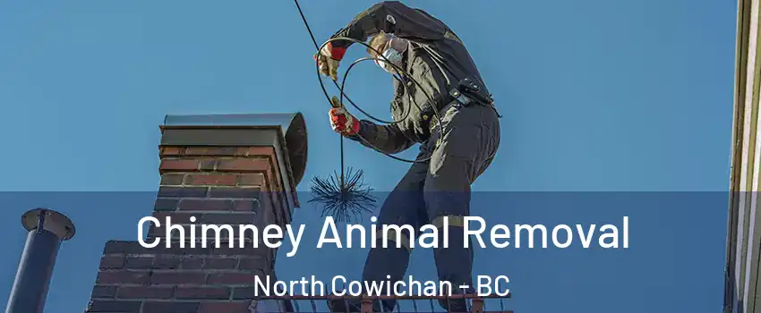 Chimney Animal Removal North Cowichan - BC
