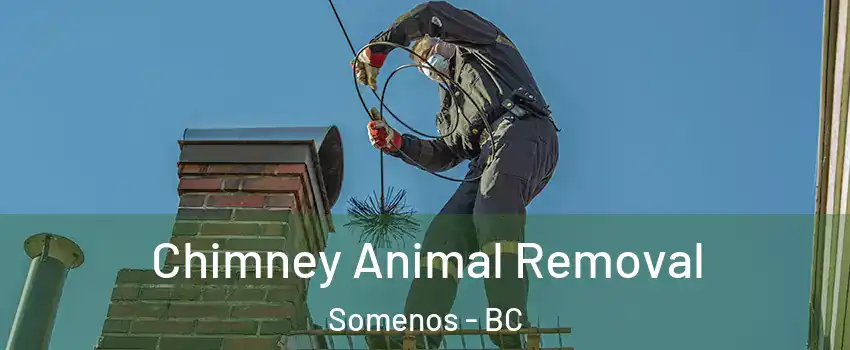 Chimney Animal Removal Somenos - BC