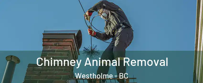 Chimney Animal Removal Westholme - BC